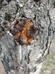 Inonotus obliquus
