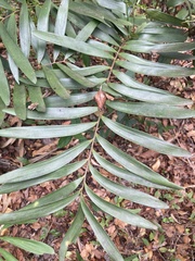 Zamia erosa