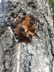 Inonotus obliquus