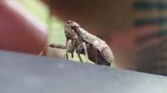 Issus coleoptratus