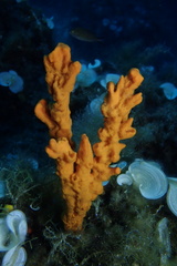 Axinella