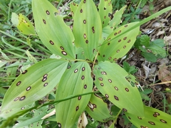 Phyllosticta convallariae