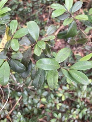 Eugenia ligustrina