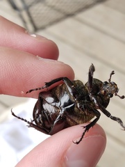 Osmoderma subplanata