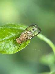 Minettia inusta