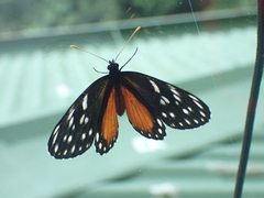 Heliconius hecale