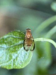 Minettia inusta