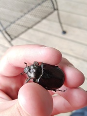 Osmoderma subplanata