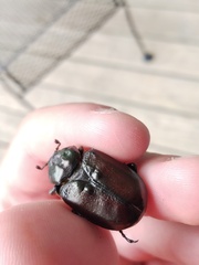 Osmoderma subplanata