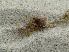 Hylobius transversovittatus