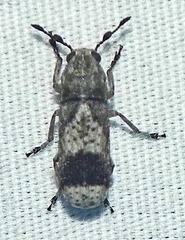 Ozotomerus japonicus