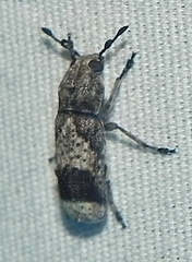 Ozotomerus japonicus