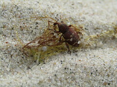 Hylobius transversovittatus