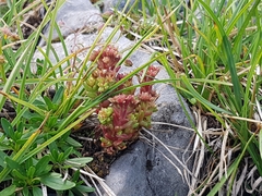 Sedum atratum