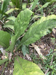 Anthurium crenatum