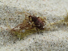 Hylobius transversovittatus