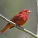 Summer Tanager - Photo (c) Josh Vandermeulen, some rights reserved (CC BY-NC-ND), uploaded by Josh Vandermeulen