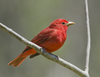 Summer Tanager - Photo (c) Josh Vandermeulen, some rights reserved (CC BY-NC-ND), uploaded by Josh Vandermeulen