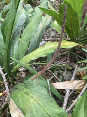 Anthurium crenatum