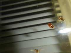 Prionocyphon limbatus