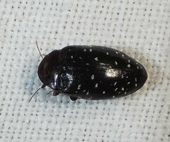 Chelonarium lecontei