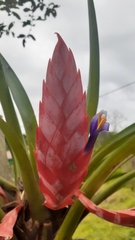 Tillandsia multicaulis