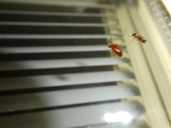 Prionocyphon limbatus