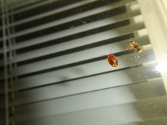 Prionocyphon limbatus