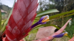 Tillandsia multicaulis