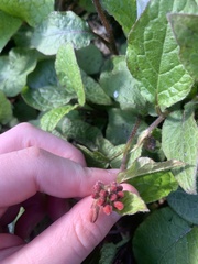 Symphytum grandiflorum