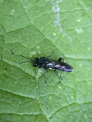 Macrophya ribis