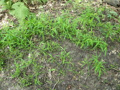 Hymenoscyphus imberbis