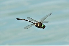 Macromia pacifica × taeniolata