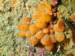 Stolonica socialis