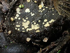 Hymenoscyphus imberbis