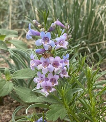 Penstemon angustifolius caudatus