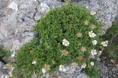 Potentilla clusiana