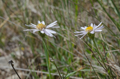 Aster willkommii