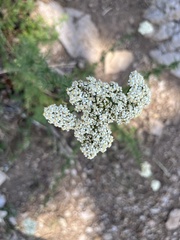 Achillea ligustica