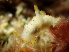Crimora papillata