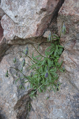 Campanula cochleariifolia