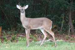 Odocoileus virginianus hiltonensis