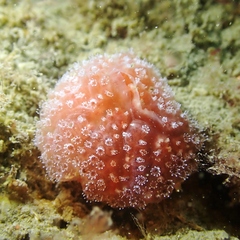 Aplidium elegans