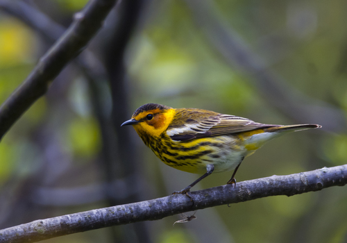 Cape May Warbler, photo 2 of 7