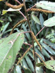 Acalypha portoricensis
