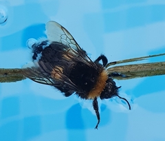 Bombus soroeensis