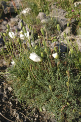 Papaver alpinum alpinum