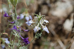 Nigella gallica