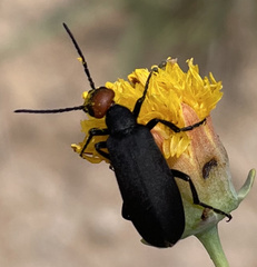 Epicauta atrata