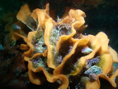 Pentapora foliacea